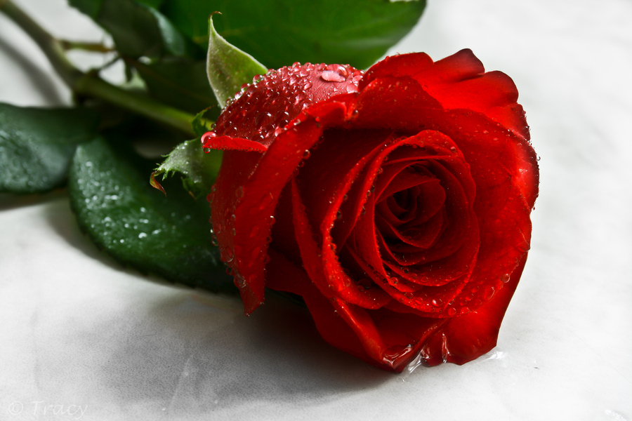 http://greatinspire.com/wp-content/uploads/2012/06/Happy-Valentines-Red-Rose-Tracy-Hall.jpg