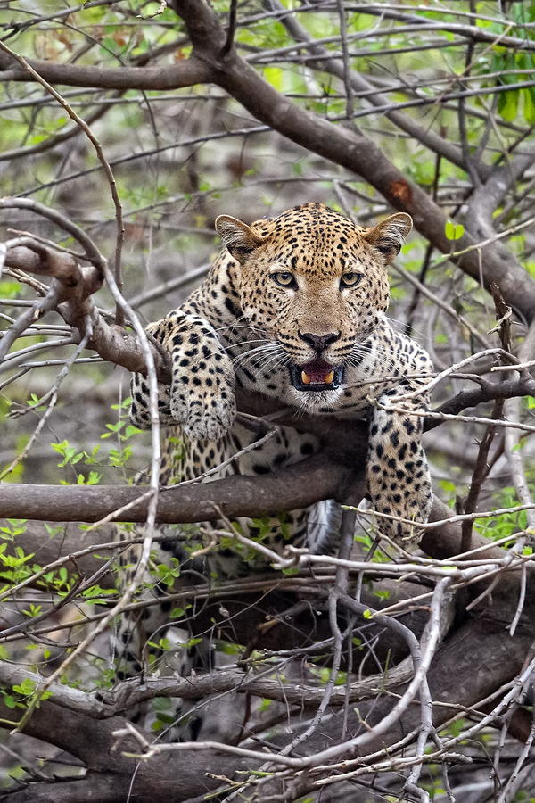 Luangwa-leopard-by-Marc-MOL.jpg