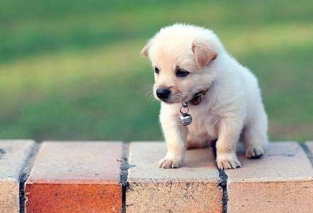 cute puppy wallpaper