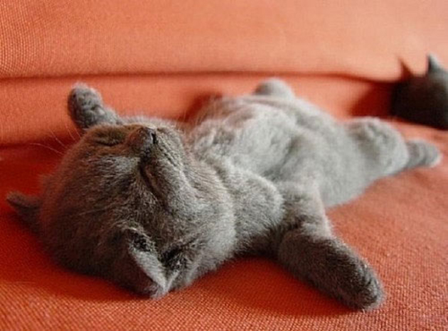21 Cute Pictures of Sleeping Cats | Great Inspire