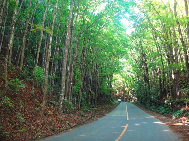 Mahogany-Forest-Bohol.jpg