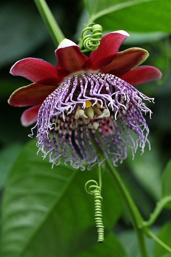 Awesome Unusual Flowers | Great Inspire