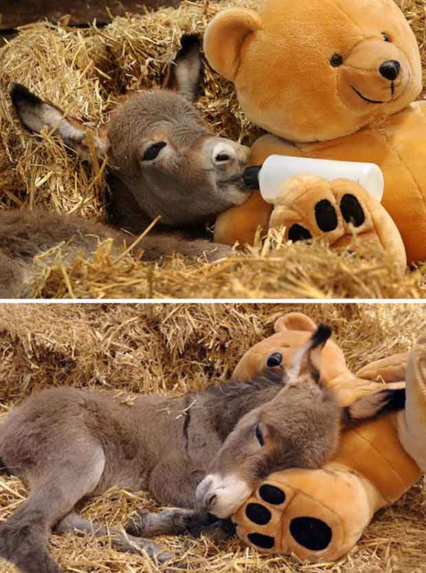 15+ Funny & Cute Baby Donkeys | Great Inspire