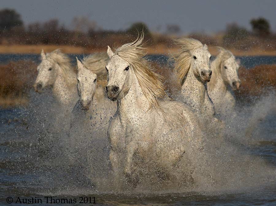 Galloping White Horses
