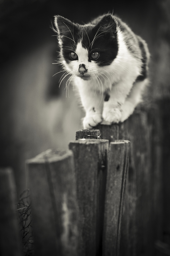 Cat by Milan Hospodka