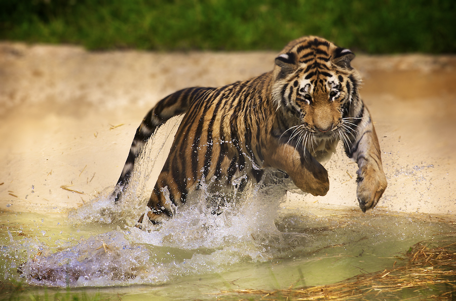 Pouncing Tiger by Andrew Walker