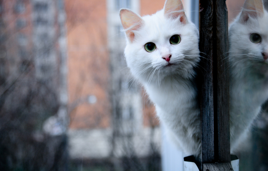 cat by Daria Molchanova