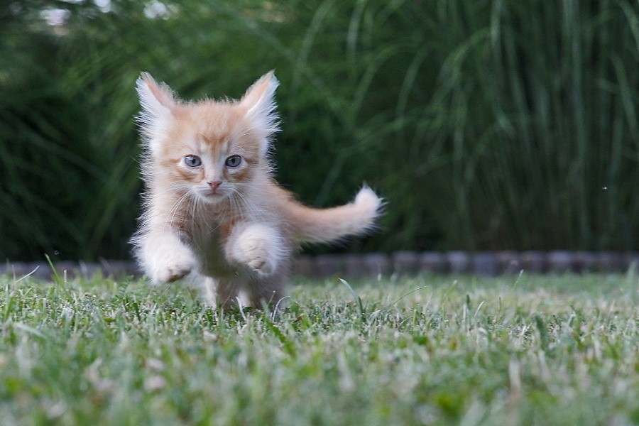 jump cat by Albin Bezjak