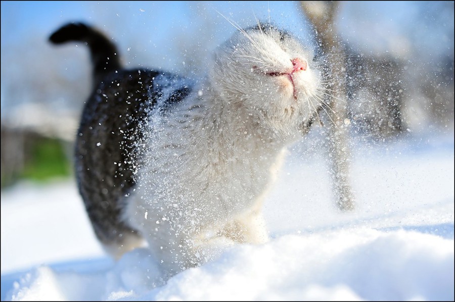 snow cat by Nikolay Sotskov