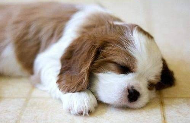 75 Cute Puppy Dog Photos Great Inspire