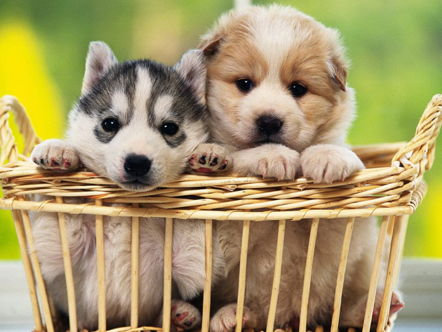 75 Cute Puppy Dog Photos