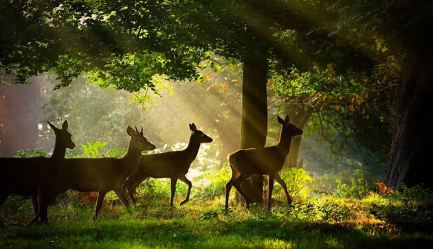 Photograph of four deers walking through a forest with the sun peeking through the tree canopy.