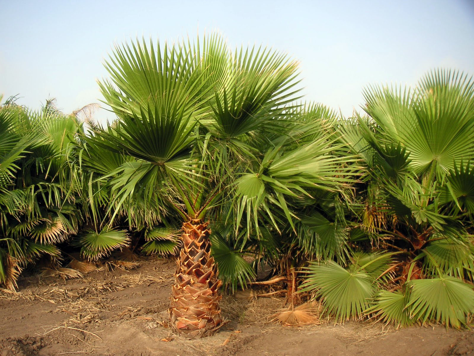 Pictures of Different Types of Palm Trees