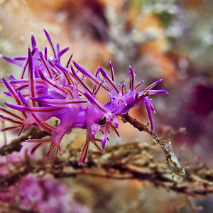 Most Colorful Sea Slugs on Earth (3)