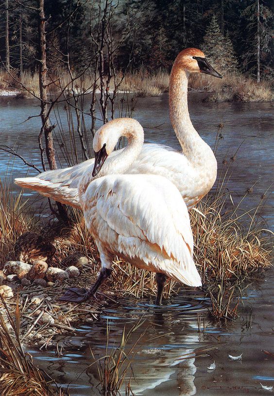 Realistic Oil Painting Of Birds