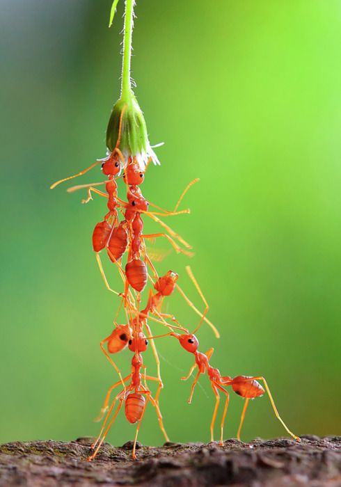 Awesome Ant Photography