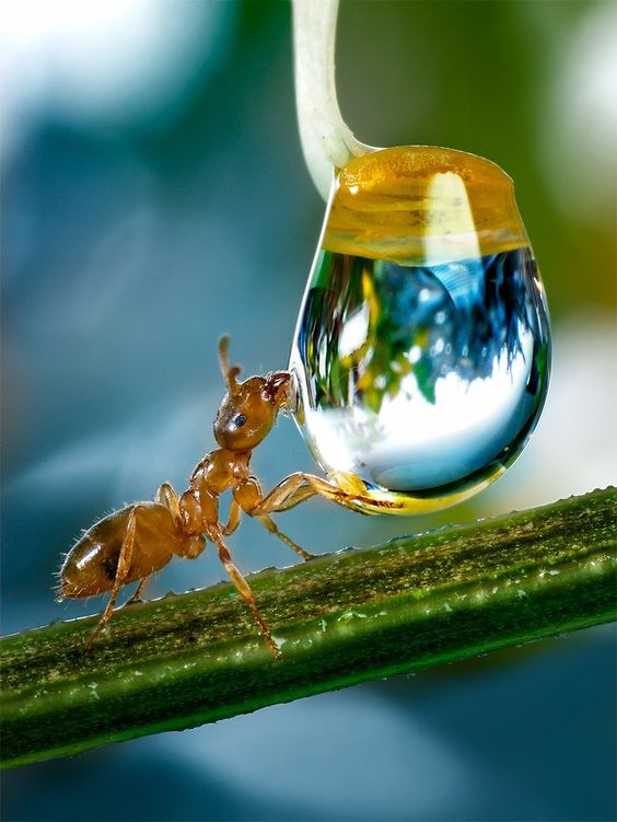 Awesome Ant Photography