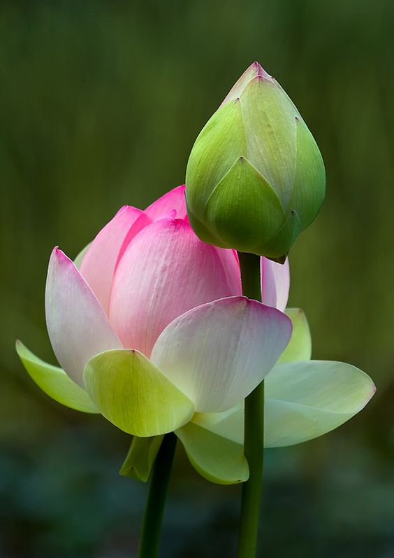 Beautiful Collection Of Colorful Lotus