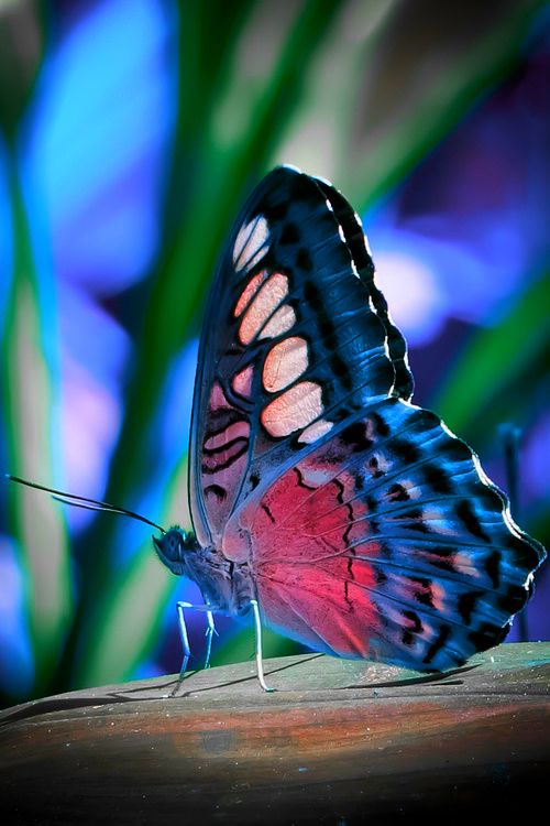 Colorful And Stunning Butterfly Photography