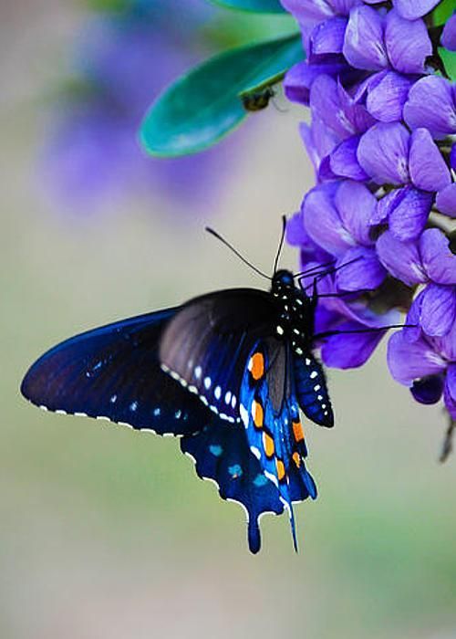Colorful And Stunning Butterfly Photography