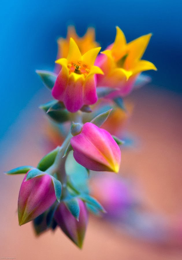 beautiful unusual flowers