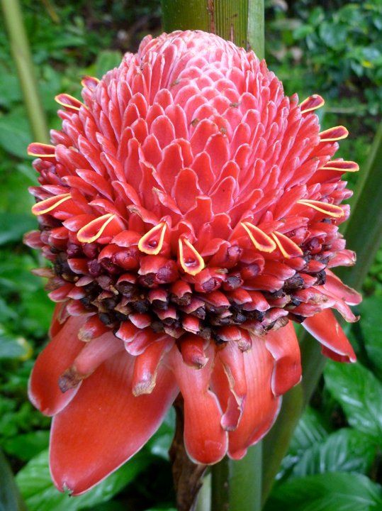 Awesome Unusual Flowers