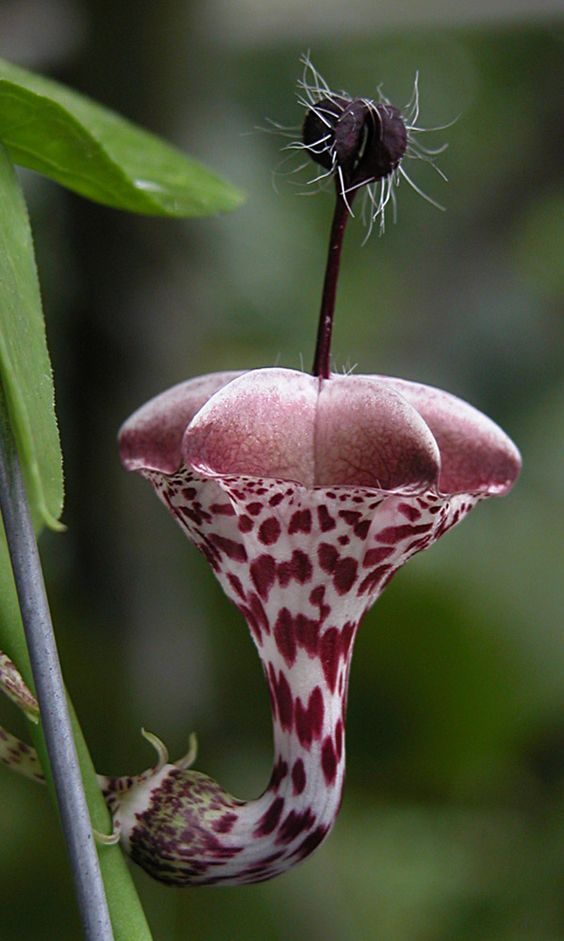 Awesome Unusual Flowers