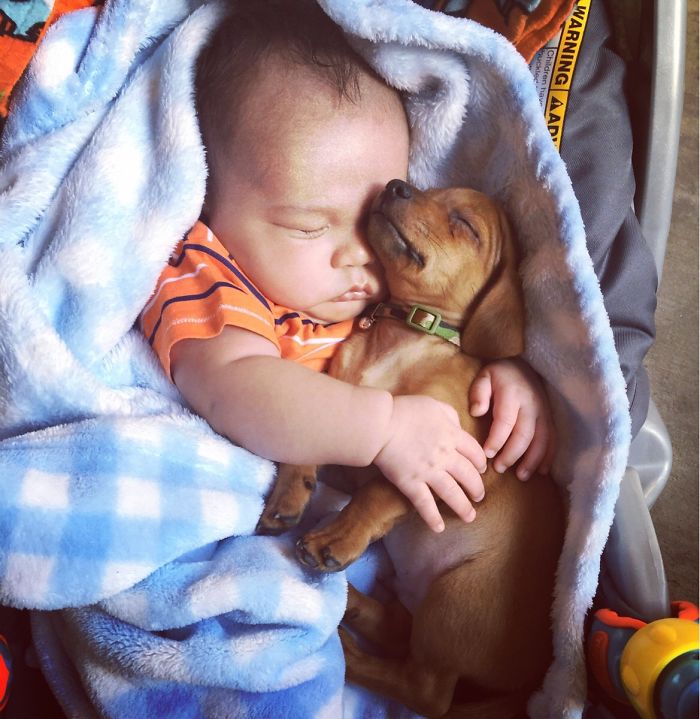 Cutest Babies Images With Puppy Dogs (5)