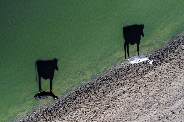 Two Moo, South Africa (Creativity - Finalist)