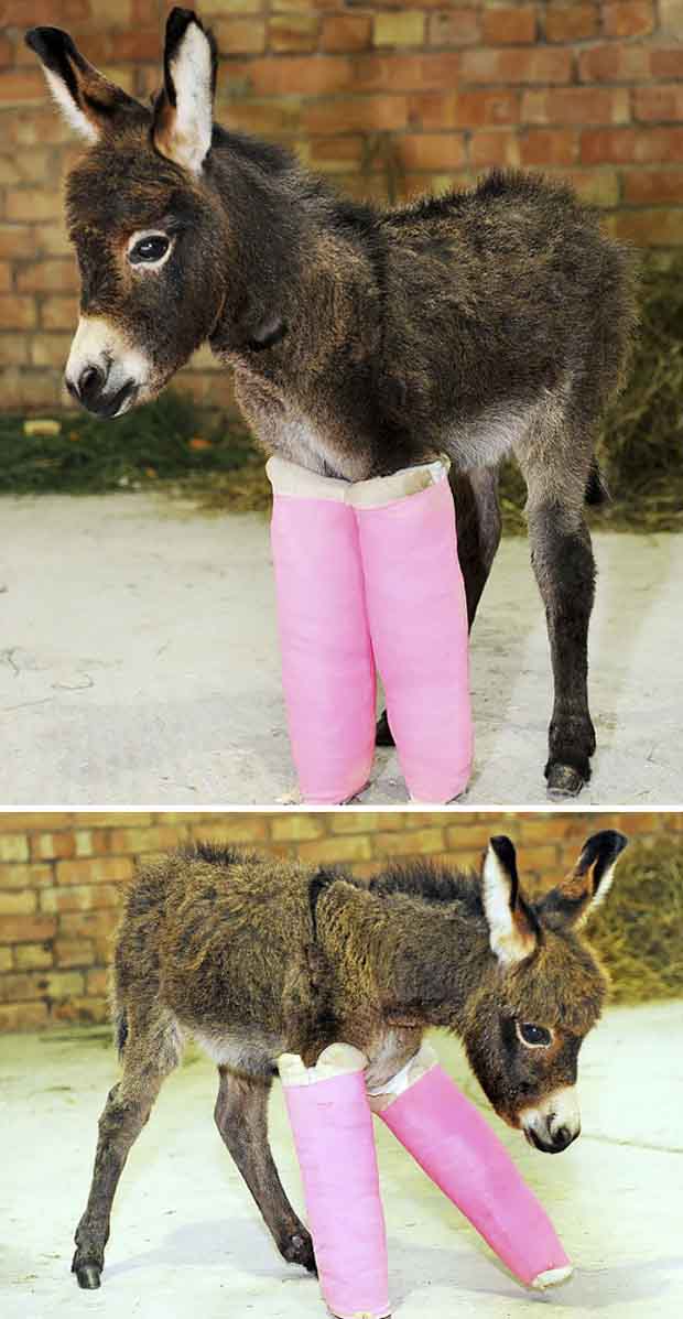 15+ Funny & Cute Baby Donkeys